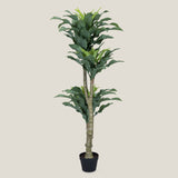 Dracaena Fragrans Green Potted Tree