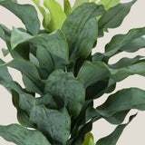Dracaena Fragrans Green Potted Tree