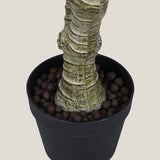 Dracaena Fragrans Green Potted Tree