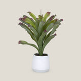 Bromeliad Green & Purple Potted Plant