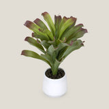 Bromeliad Green & Purple Potted Plant