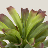 Bromeliad Green & Purple Potted Plant