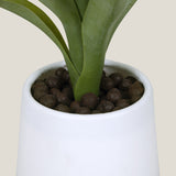 Bromeliad Green & Purple Potted Plant