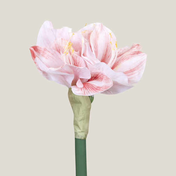 Pink Amaryllis Flower