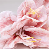 Pink Amaryllis Flower