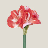 Red Amaryllis Flower