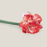 Red Amaryllis Flower