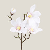 White Magnolia Flower Small
