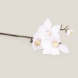 White Magnolia Flower Small