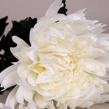 Crysanthemum Off White Spray Flower