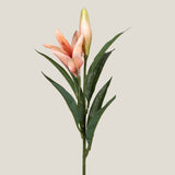 Asiatic Orange Lily Flower