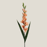 Orange Gladiolus Flower