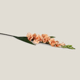 Orange Gladiolus Flower
