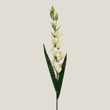 Off White Gladiolus Flower