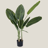 Banana Palm Green Potted Tree