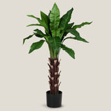 Nest Fern Green Potted Tree