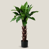 Nest Fern Green Potted Tree