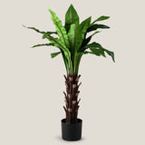 Nest Fern Green Potted Tree