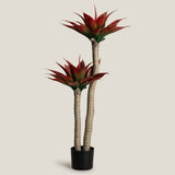 Agave Red Potted Tree