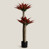 Agave Red Potted Tree