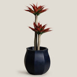 Agave Red Potted Tree