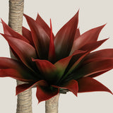 Agave Red Potted Tree