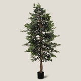 Ficus Green Potted Tree L