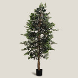 Ficus Green Potted Tree L