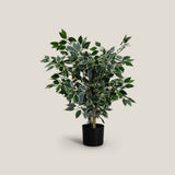 Ficus Green Potted Tree S