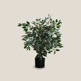Ficus Green Potted Tree S