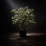 Ficus Green Potted Tree S