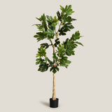 Turkey Fig Green Potted Tree