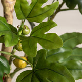 Turkey Fig Green Potted Tree