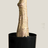 Turkey Fig Green Potted Tree