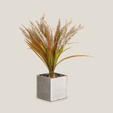 White Wheatgrass Potted Plant