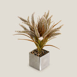 White Wheatgrass Potted Plant