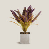Lavender Wheatgrass Potted Plant