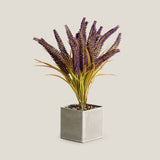 Lavender Wheatgrass Potted Plant