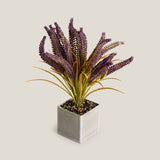 Lavender Wheatgrass Potted Plant