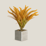 Yellow Wheatgrass Potted Plant