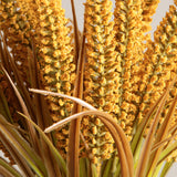 Yellow Wheatgrass Potted Plant
