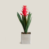 Red Tropical Ginger Potted Plant