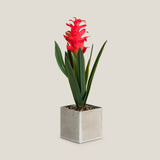 Red Tropical Ginger Potted Plant