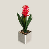 Red Tropical Ginger Potted Plant
