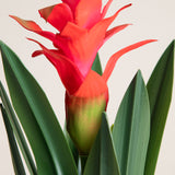 Red Tropical Ginger Potted Plant