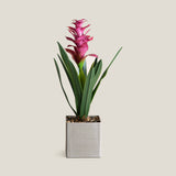 Purple Tropical Ginger Potted Plant