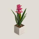 Purple Tropical Ginger Potted Plant
