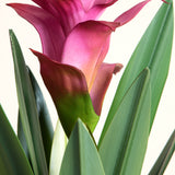 Purple Tropical Ginger Potted Plant