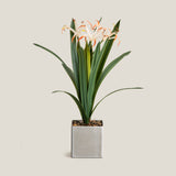 White & Orange Crinum Lily Potted Plant