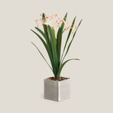 White & Orange Crinum Lily Potted Plant